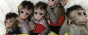宠物猴子能活多少年