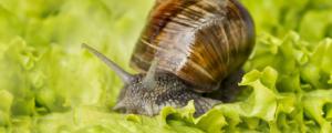 蜗牛吃什么怎么养