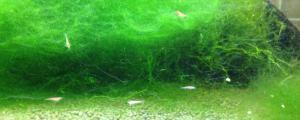 鱼缸丝藻怎么去除