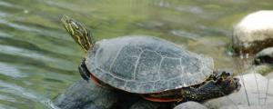怎么分辨深水龟和浅水龟