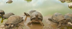 陆龟品种