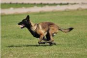 比利时马犬弹跳力惊人，世界军警界都重视的工作犬