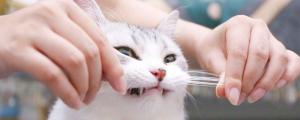 猫的胡须有什么作用