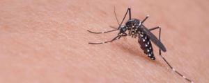 为什么秋季蚊子毒性大