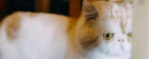 加菲猫能穷养吗