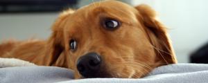 狗狗腹水症状是什么，治疗狗腹水的方法