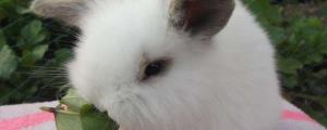 兔子的眼睛能分辨公母