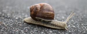蜗牛不吃东西可以活多久