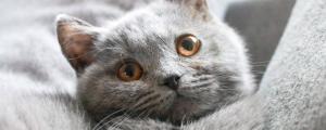 猫肛门腺发炎能自愈吗