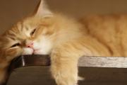 猫睡在枕头旁说明什么，猫睡觉位置和主人关系