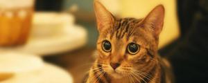 猫中毒可以自己治愈吗