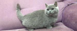 矮脚蓝猫是什么品种