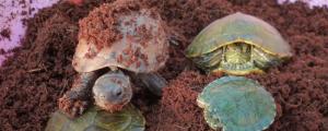 乌龟椰土冬眠死亡率
