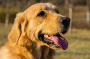 十大最听话的狗排名，盘点世界上最温顺可爱的10大犬种