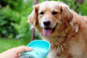 有什么办法让狗多喝水，加强运动添加蜂蜜能诱导其喝水