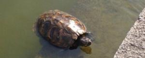 巴西龟每天晒多长时间