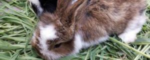 幼兔多久可以吃胡萝卜