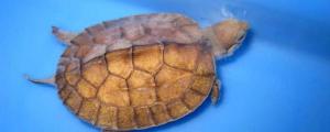 乌龟脱皮和水霉病的区别