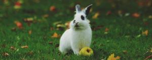 兔子能吃石榴吗