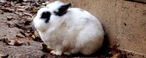 兔子繁殖周期多长时间