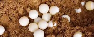 乌龟蛋怎么看是否受精