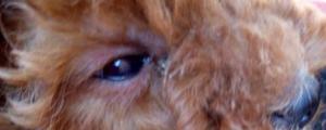 小狗眼睛红了是怎么回事