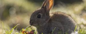 兔子可以吃榴莲吗