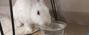 兔子可以喝矿泉水吗