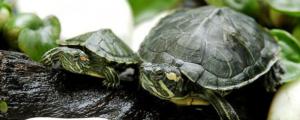 巴西龟是水龟还是陆龟