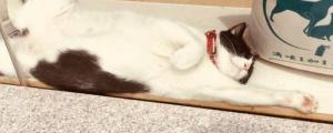 猫喜欢睡猫砂盆怎么办