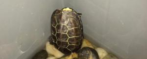 乌龟夏眠是什么状态