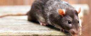 老鼠光吃木头能活多久