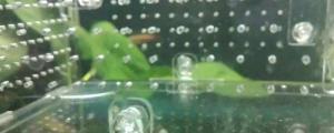 鱼缸水变绿是洄水吗