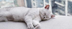 猫每天睡多久