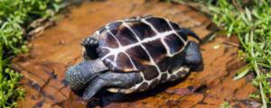 草龟寿命一般多少年