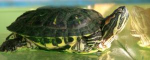 巴西龟冬眠前怎么处理