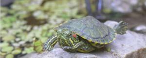 巴西龟可以多久不吃东西