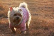 澳洲丝毛梗是小型玩具犬，很适合陪伴老人和小孩