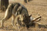 捷克狼犬简直和狼一模一样，国内却出现假冒狼犬害人