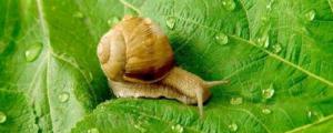 野生蜗牛吃什么东西