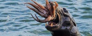 海狮吃章鱼为什么摇头