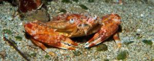 海里的小螃蟹吃什么食物