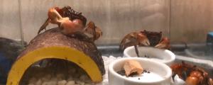 红螯相手蟹怎么养