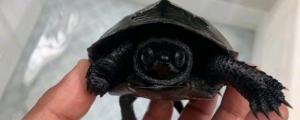 墨龟怎么养越养越黑