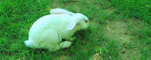 兔子什么草都可以吃吗