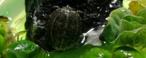 乌龟冬眠可以晒太阳吗，晒太阳会导致乌龟冬眠苏醒
