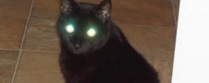 猫的眼睛为什么会发光