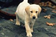 犬抽搐的原因，可能由癫痫高烧缺钙或犬瘟所致