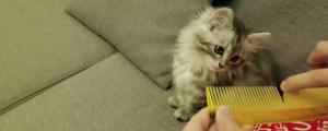 刮梳子猫为什么会呕吐