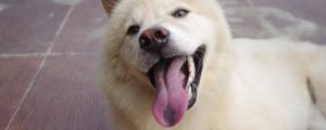为什么狗在热天爱伸出舌头